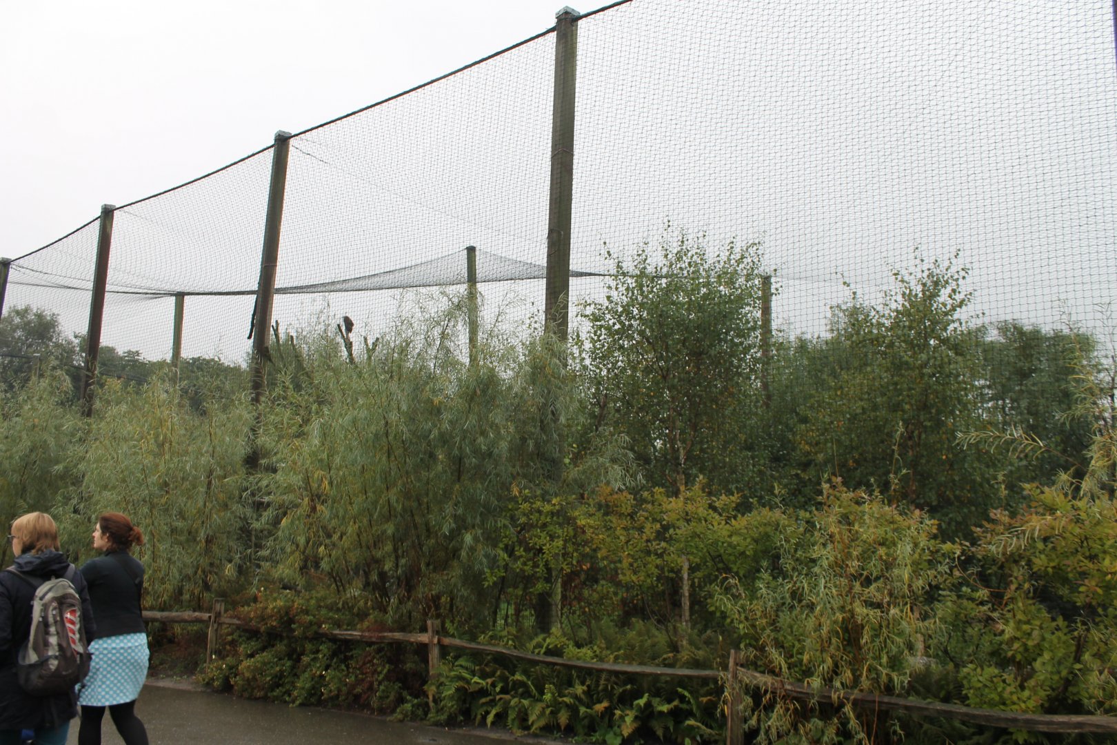 Vulture - Hornbill Aviary