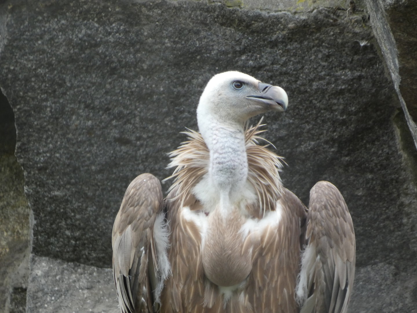 Vulture ID? - Berlin Tierpark