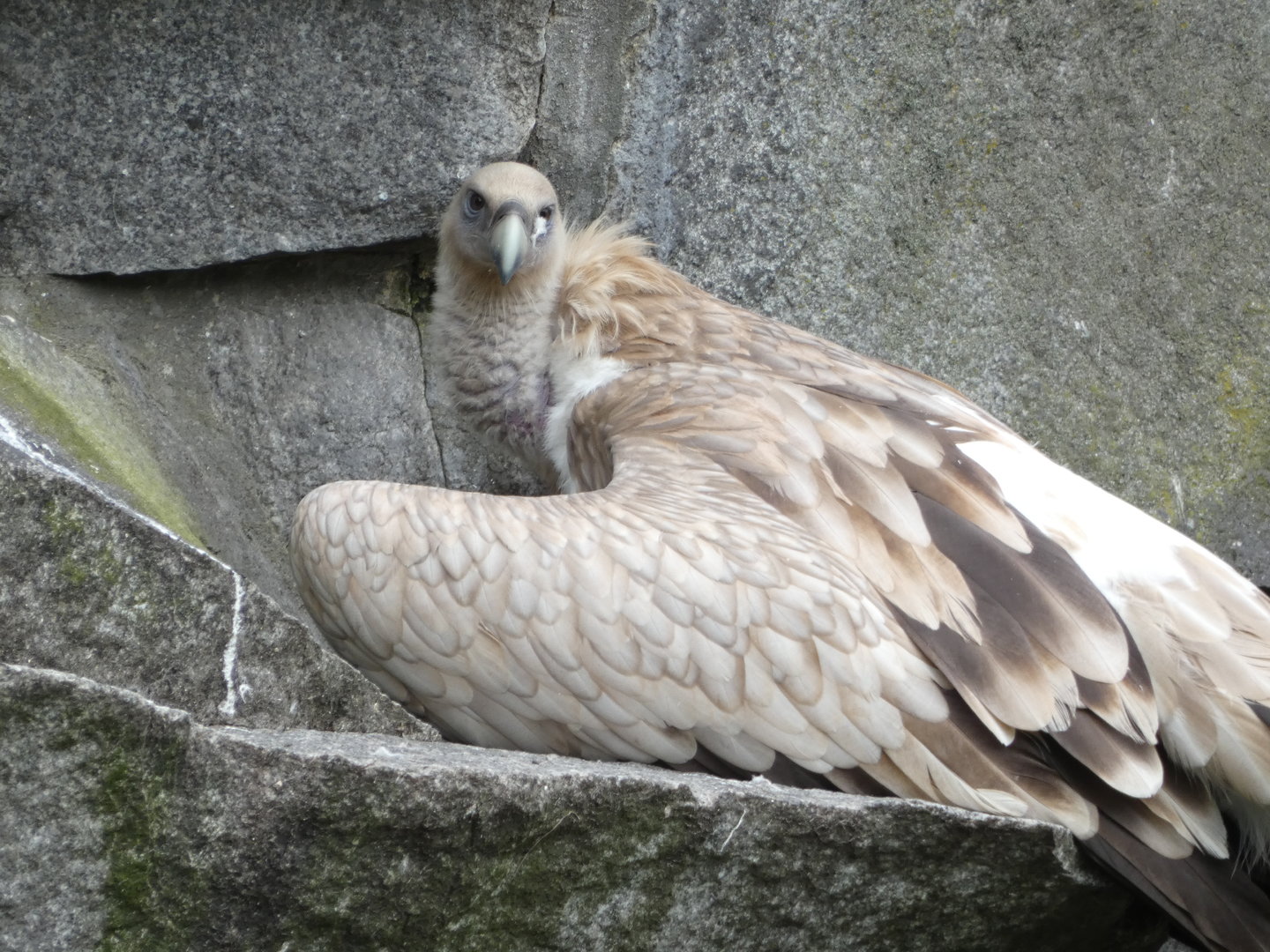 Vulture ID? - Berlin Tierpark