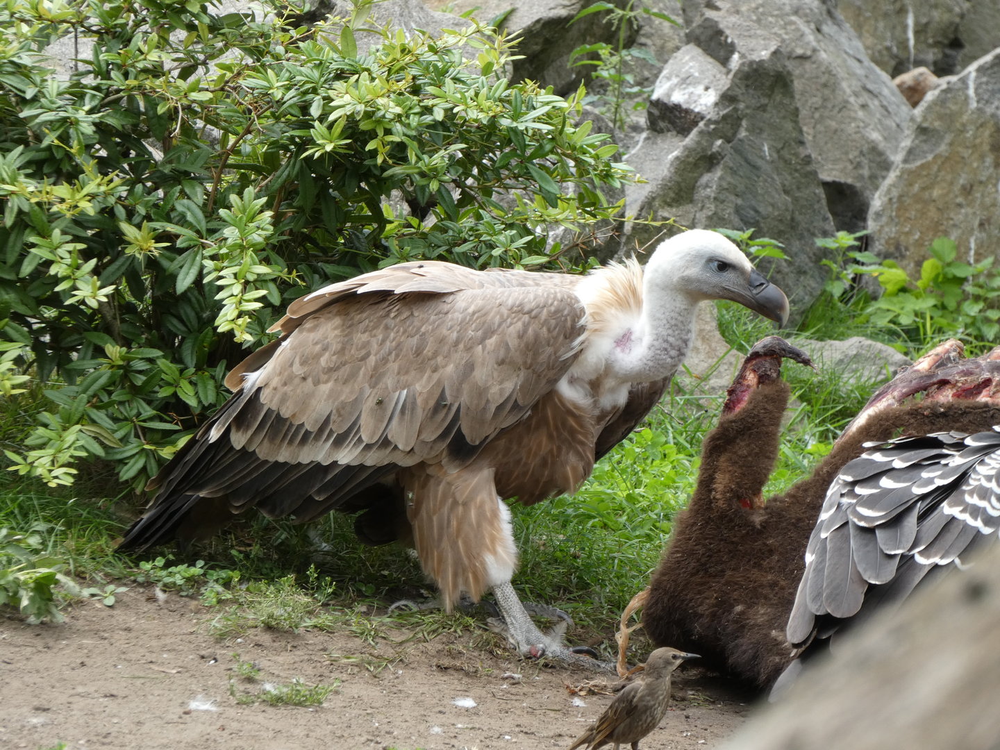 Vulture ID? - Berlin Tierpark