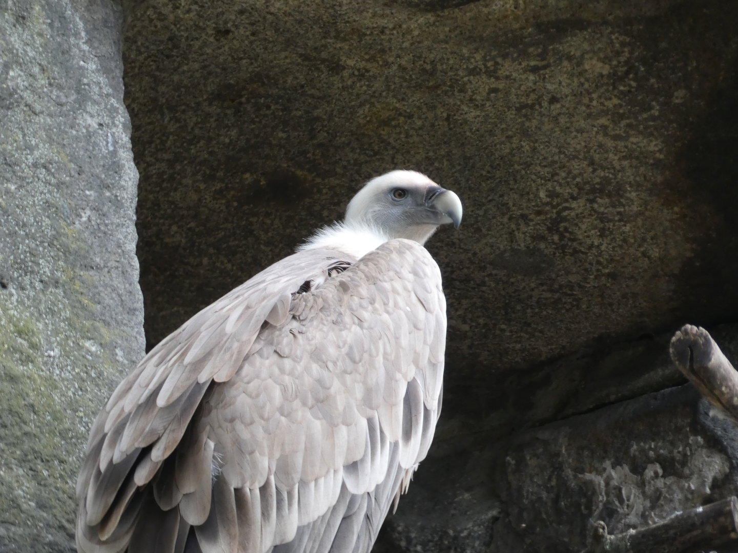 Vulture ID? - Berlin Tierpark