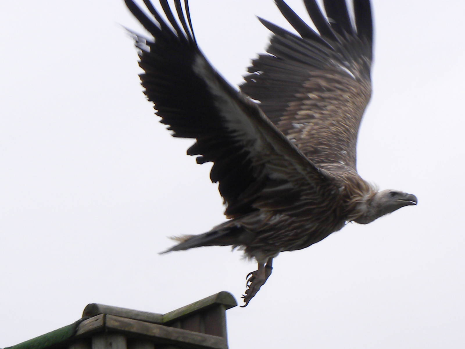 Vulture in flight