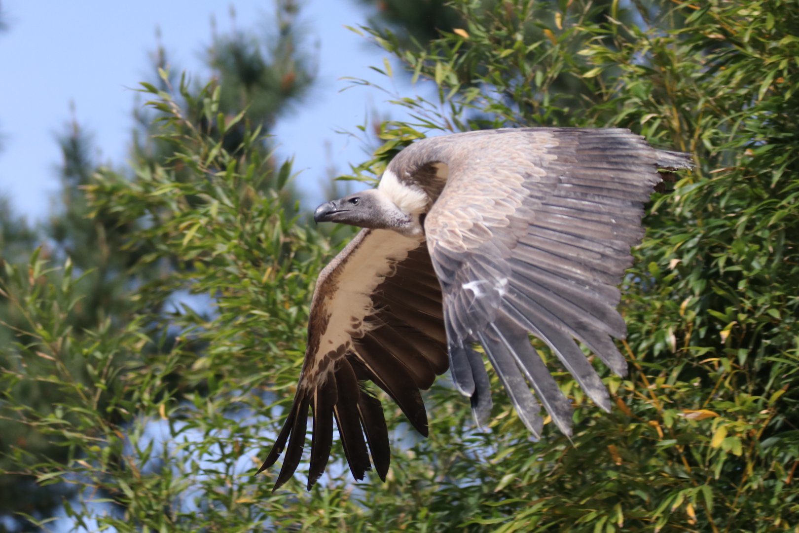 Vulture in free-flight show