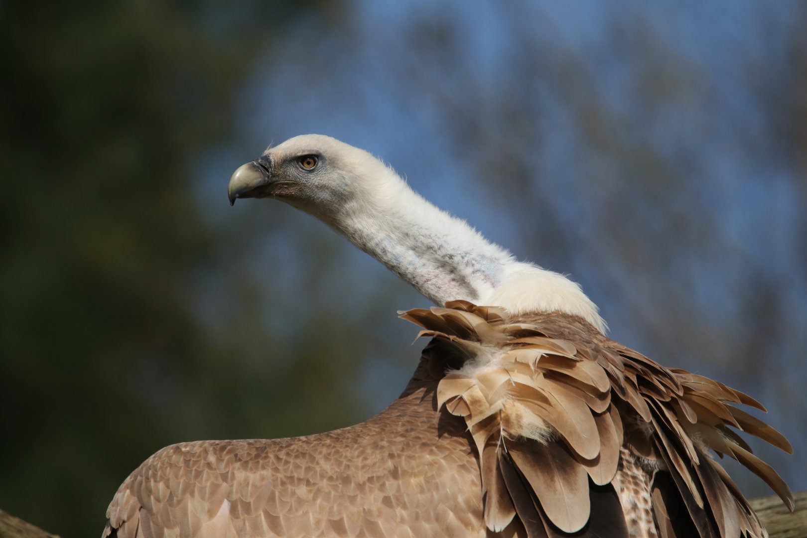 Vulture in free-flight show