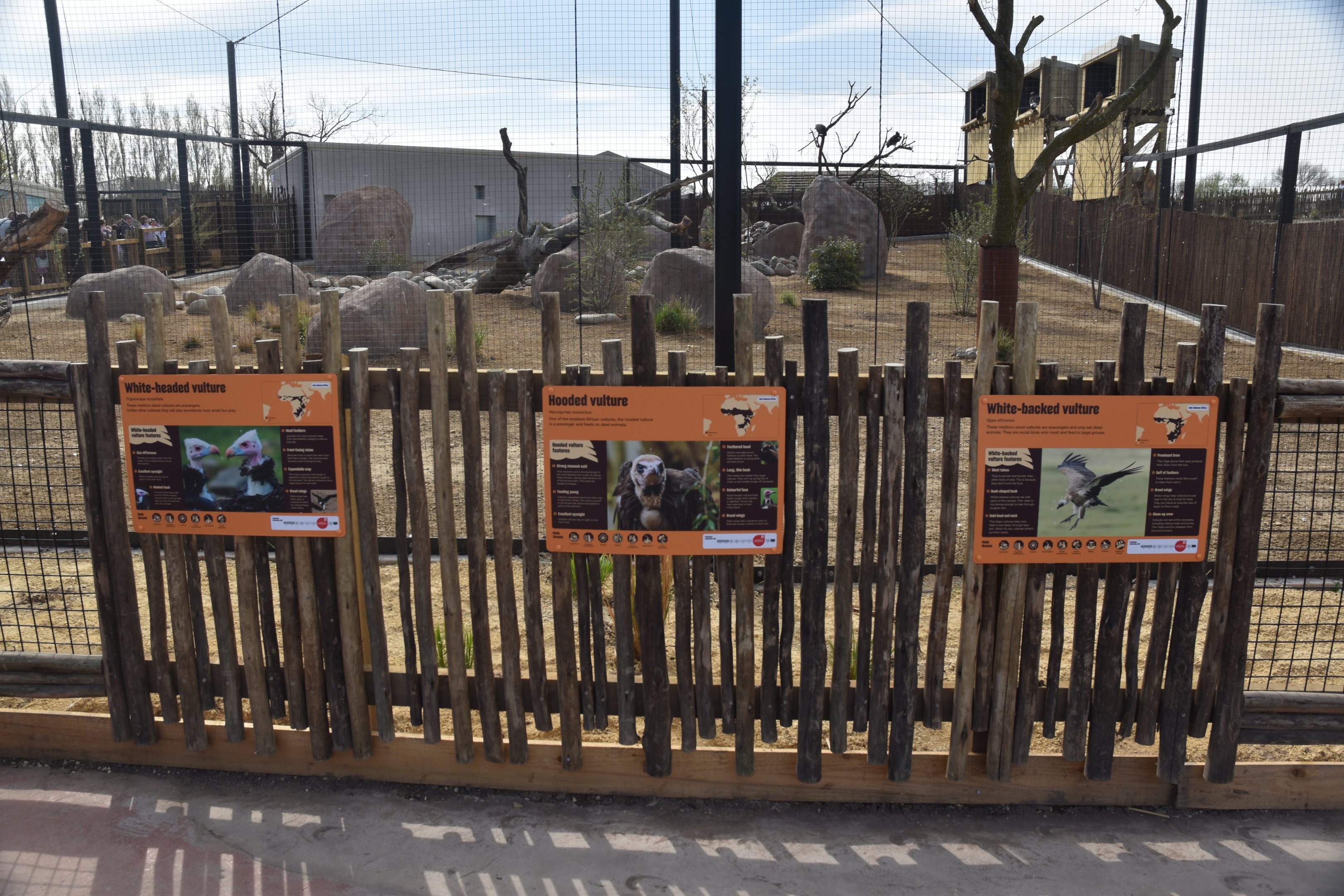 Vulture Labelling, Heart of Africa at Chester, 12th April 2025