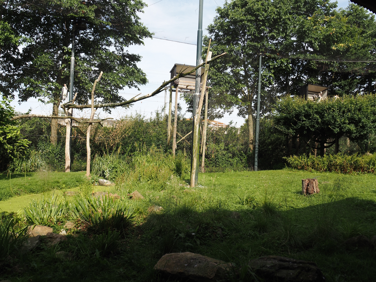 Vulture, marabou and secretary bird aviary, 2024-06-30