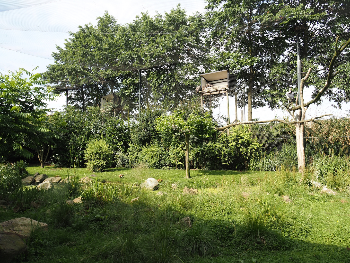 Vulture, marabou and secretary bird aviary, 2024-06-30