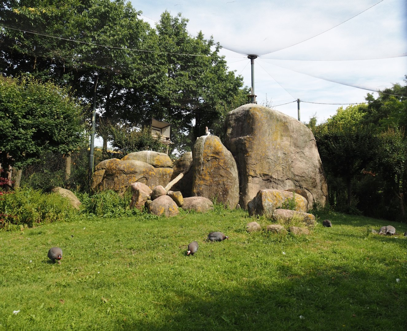 Vulture, marabou and secretary bird aviary, 2024-06-30