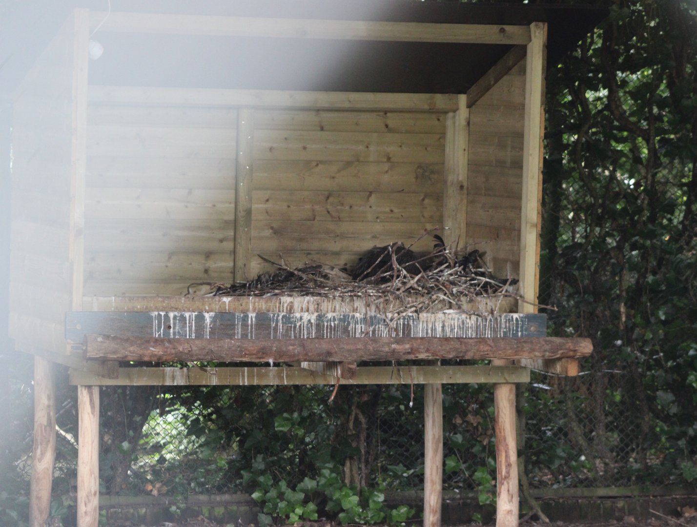 Vulture nestbox