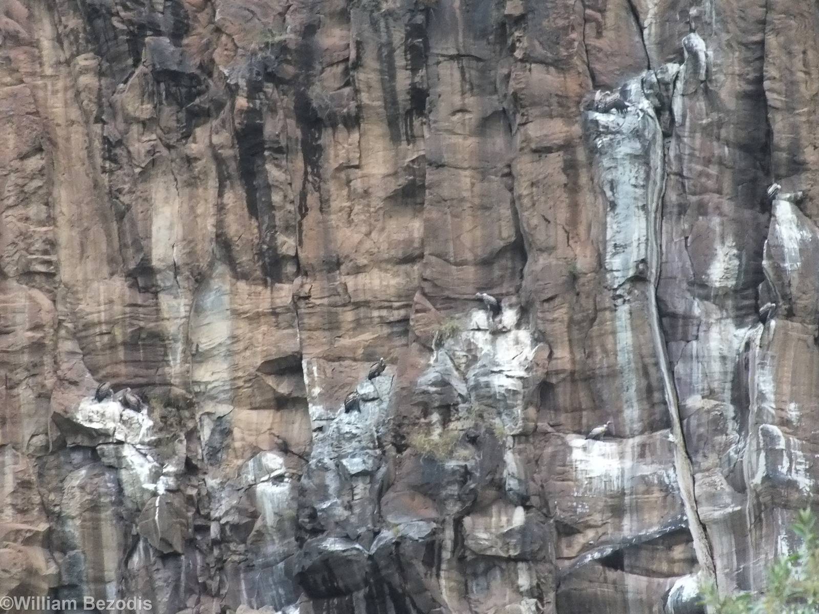Vulture Nesting Cliffs - Hell's Gate National Park