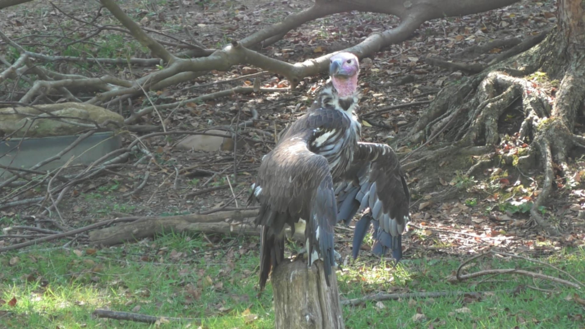 Vulture on a stump