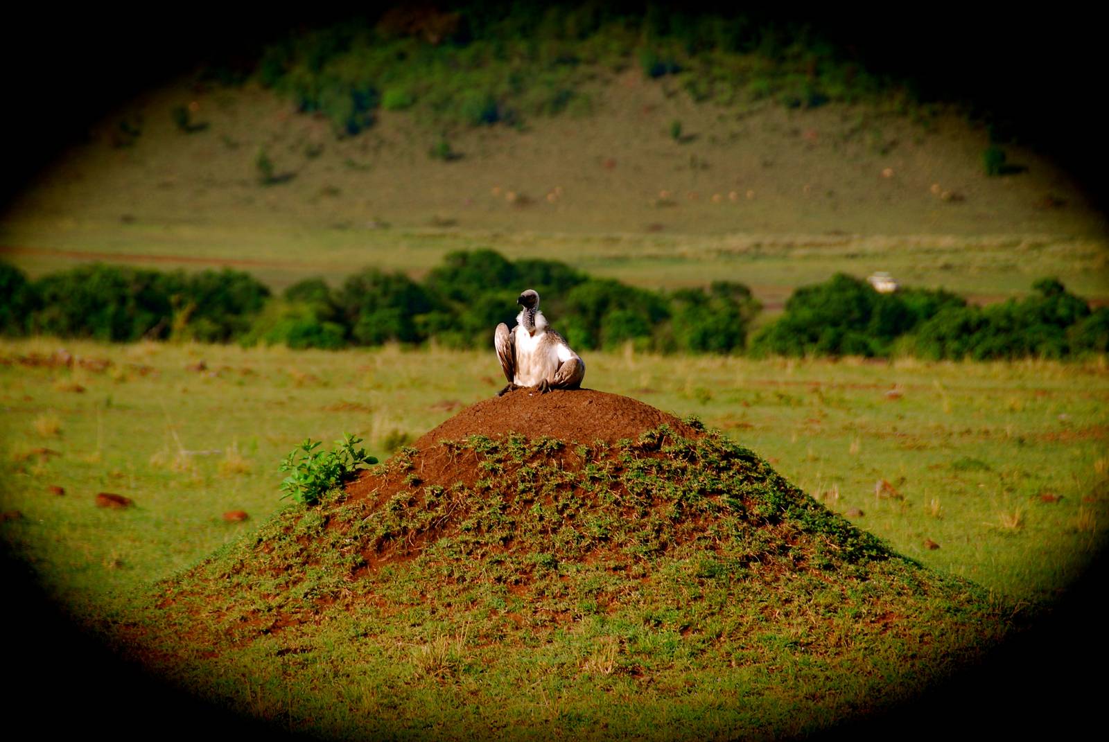 Vulture on Termite Hill - Masai Mara NR