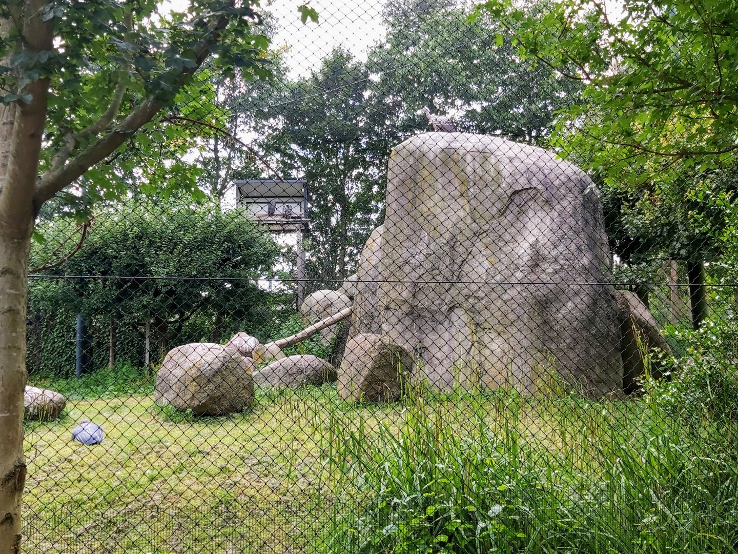 Vulture rock in the vulture aviary