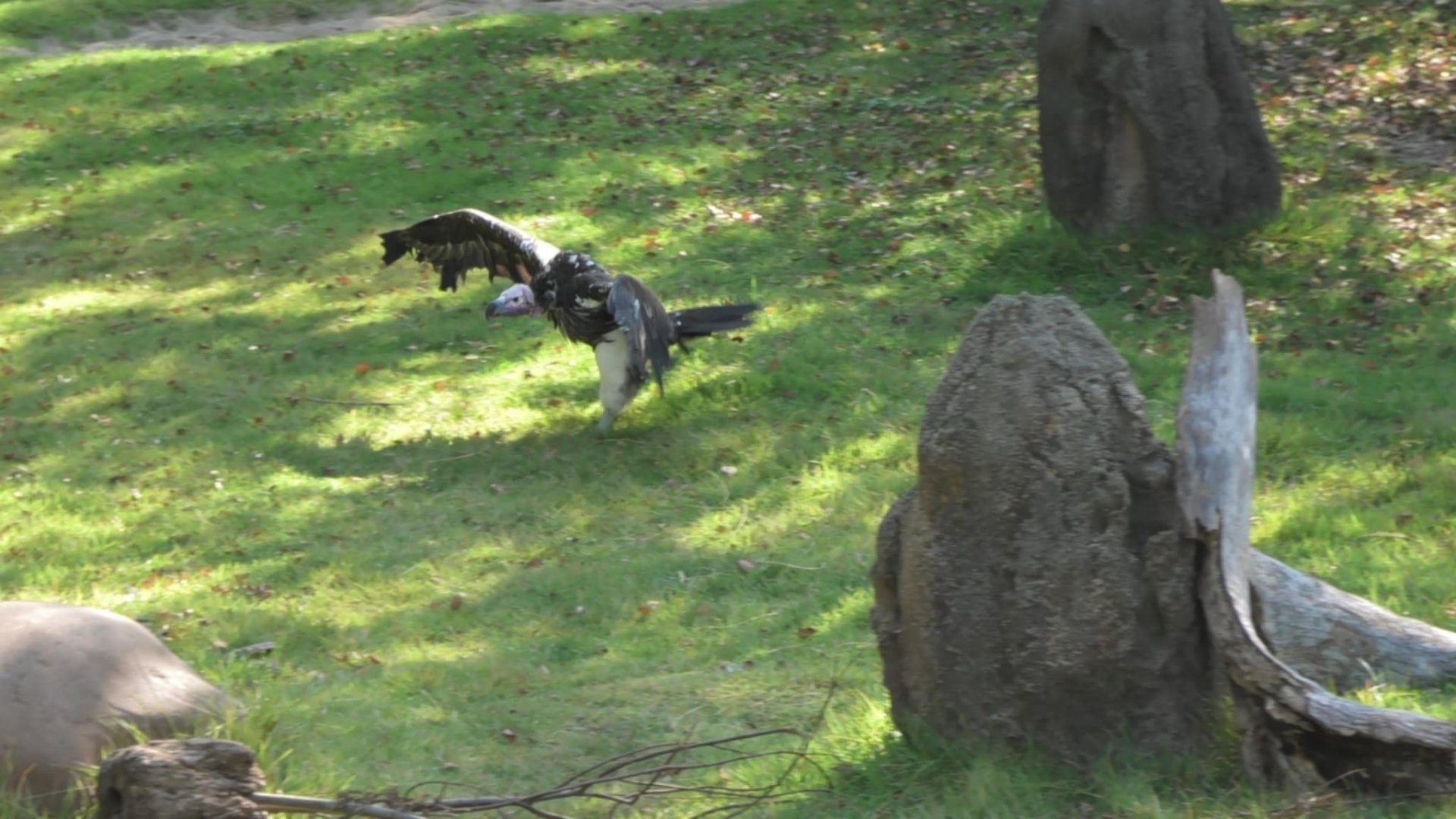 Vulture running