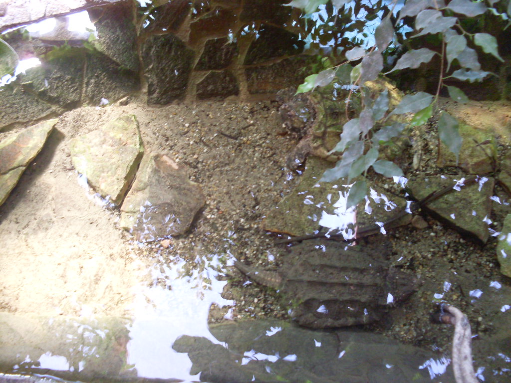 Vulture turtle pool in South America House