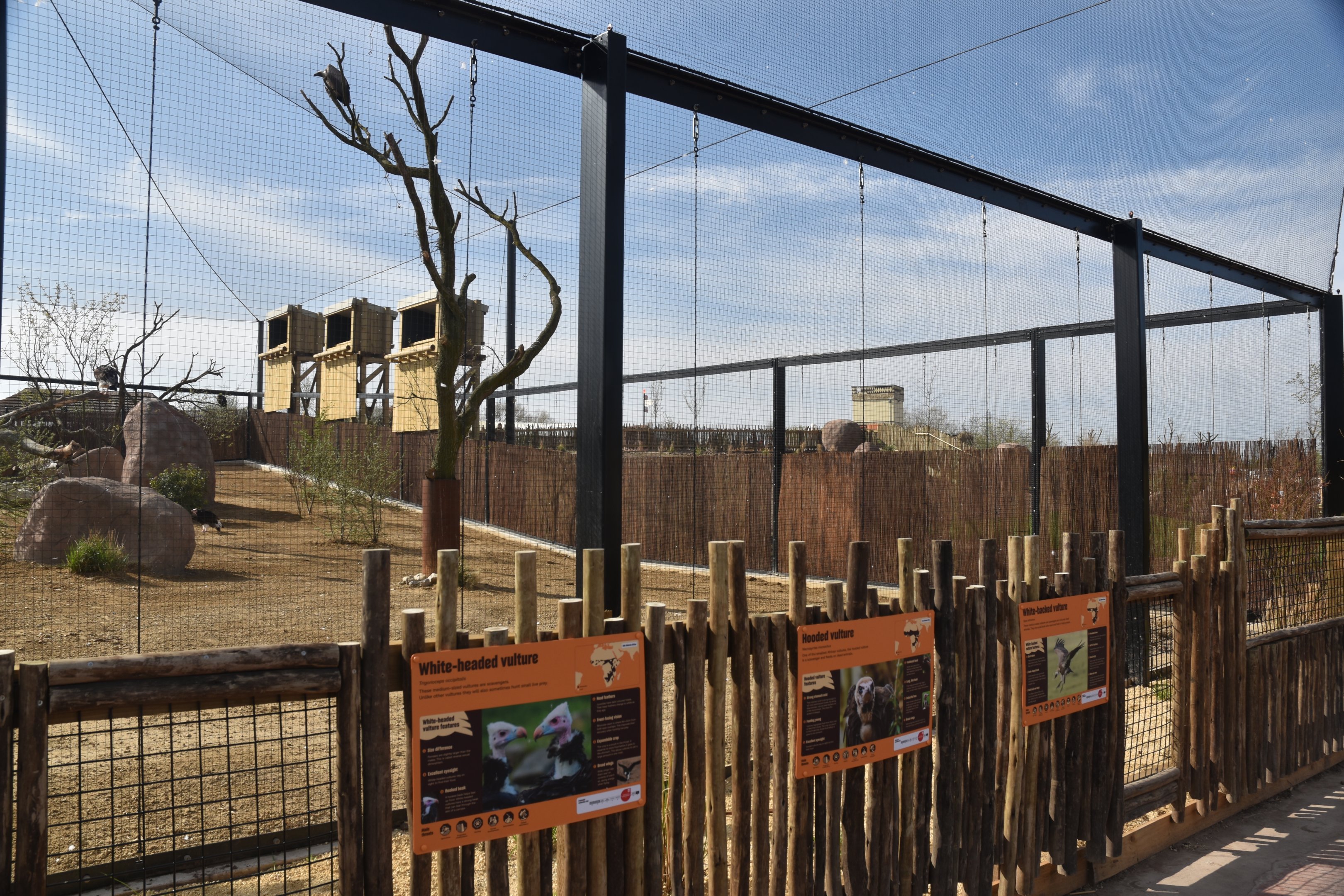 Vulture Viewing Area, Heart of Africa at Chester, 12th April 2025