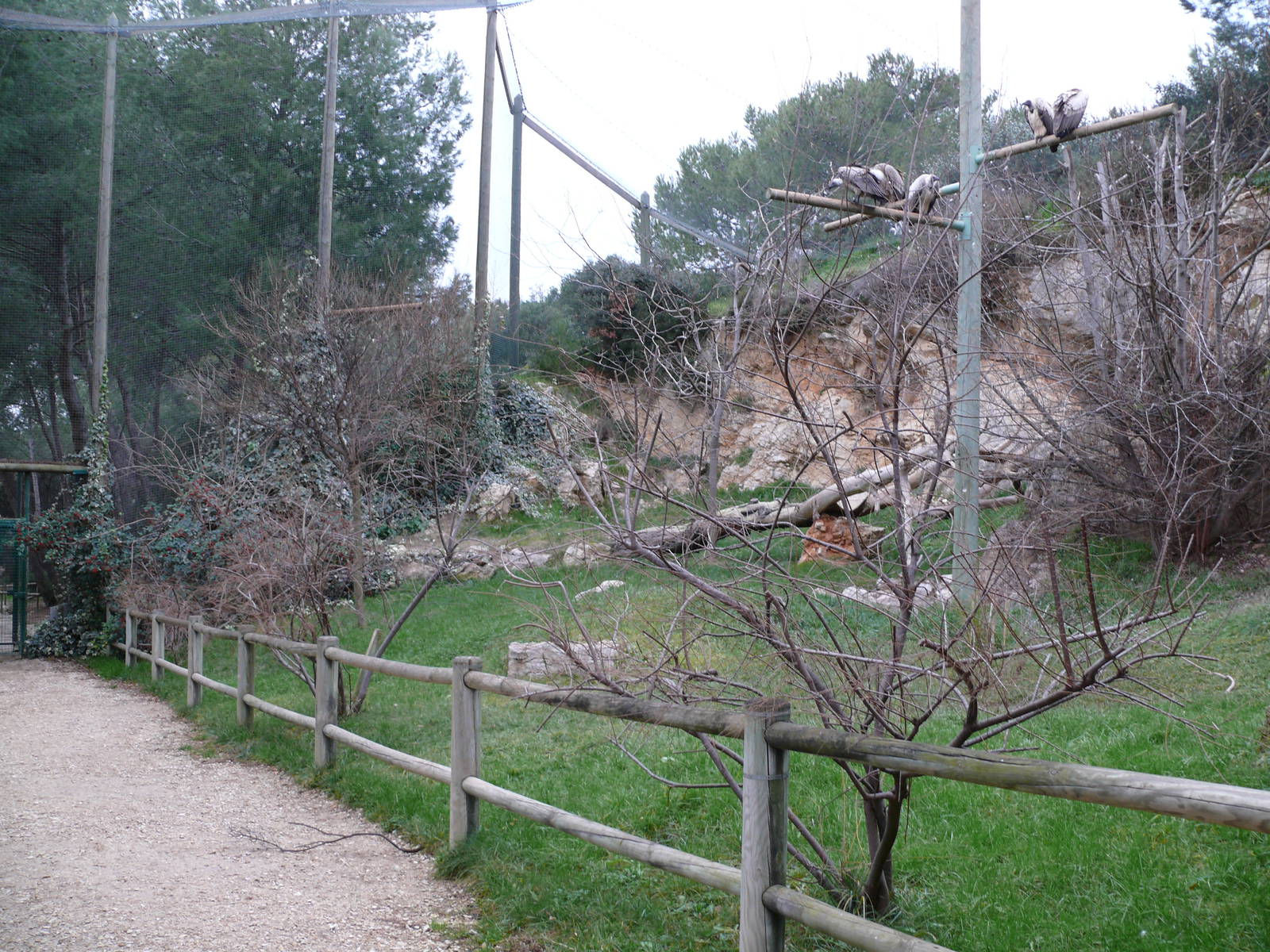 Vulture walk-through aviary