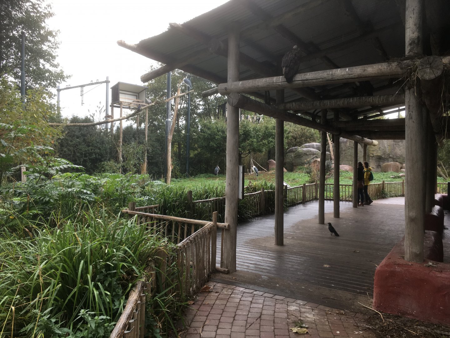 Vulture walk through aviary