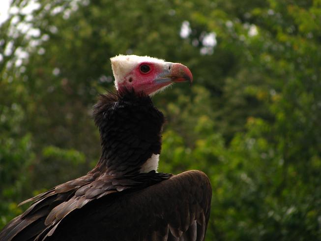 Vulture