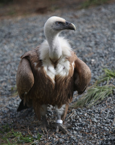 vulture