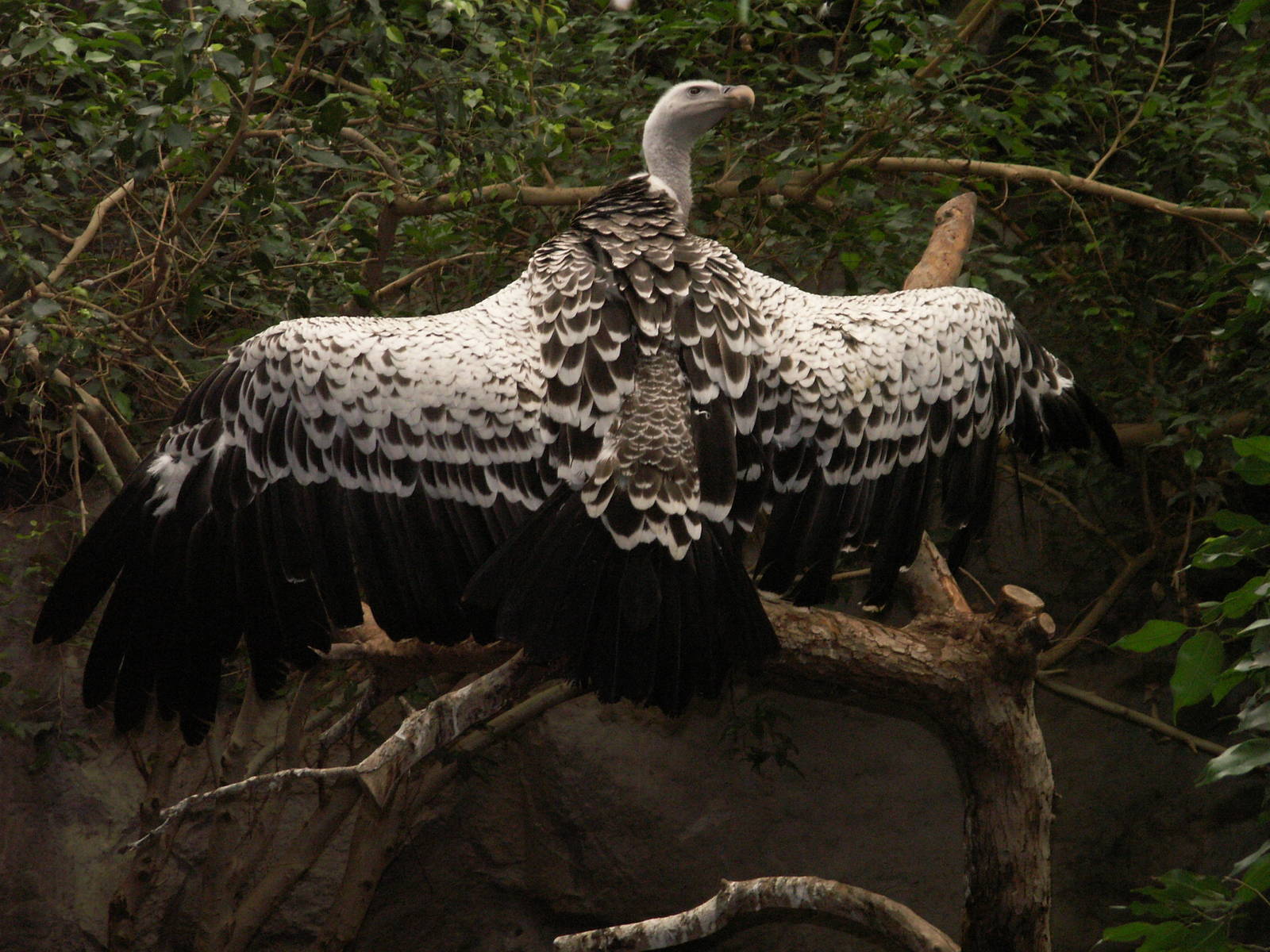 vulture