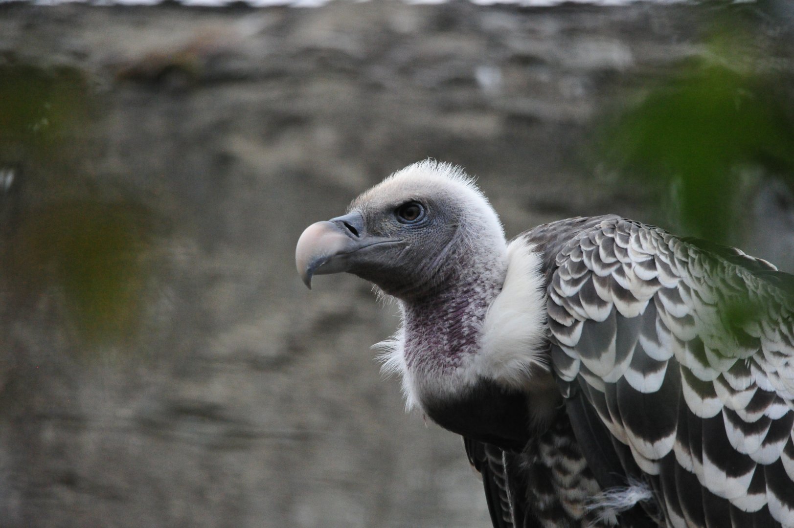 Vulture