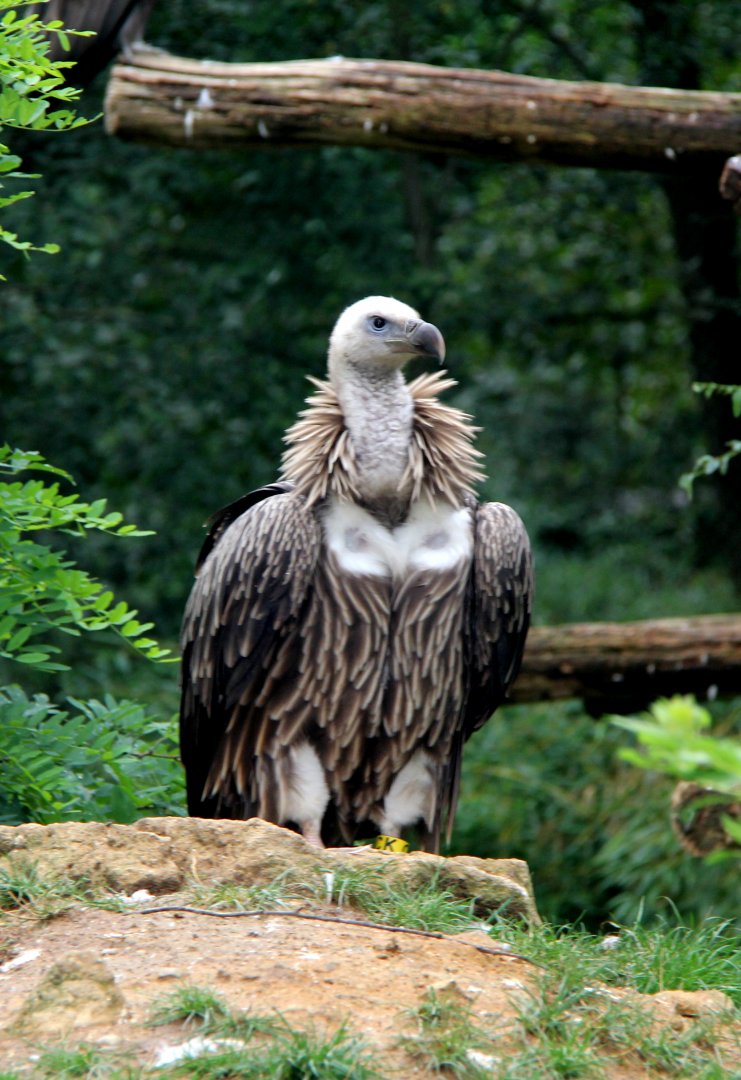 Vulture