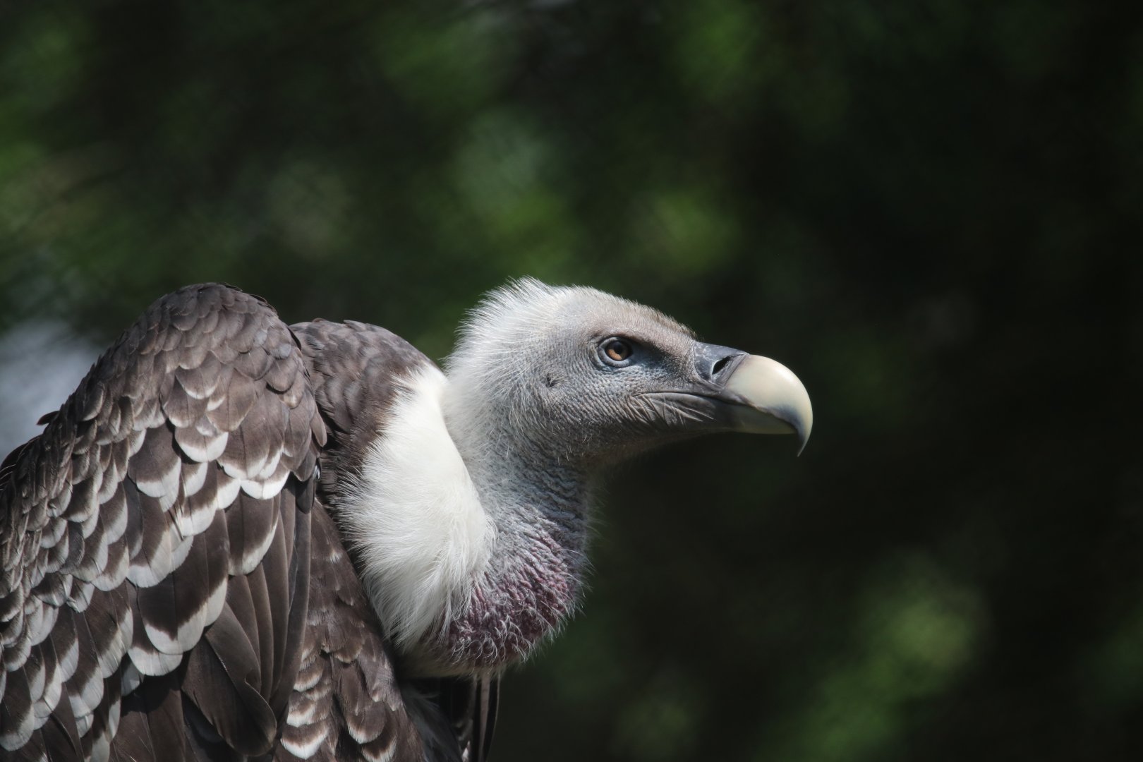 Vulture