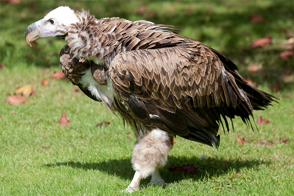 Vulture