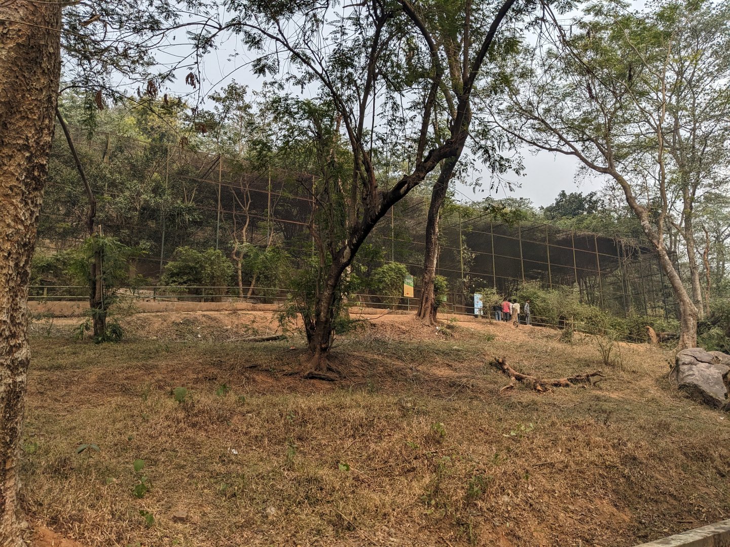 Vultures and chevrotain aviary