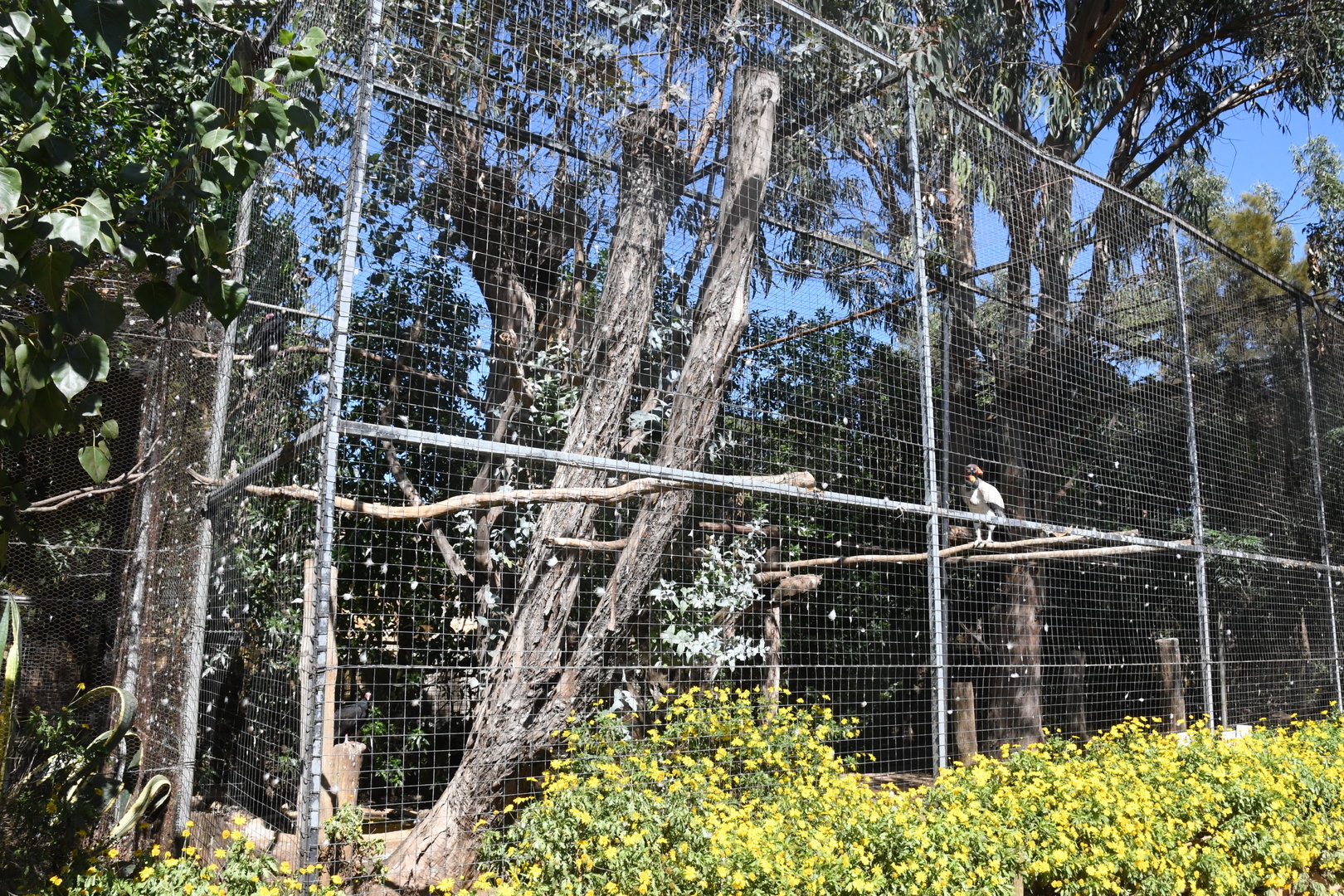 Vultures Aviary (King Vultures, Turkey Vultures, Carrion Crow)
