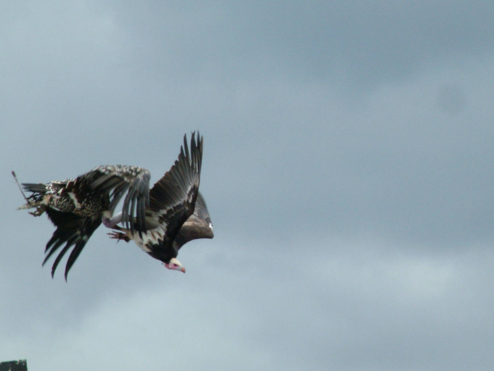 Vultures: Bird Show at Jungle Park (Las Aguilas), 13/11/10