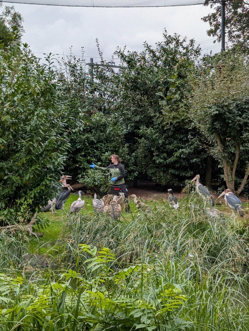 Vultures/birds being fed