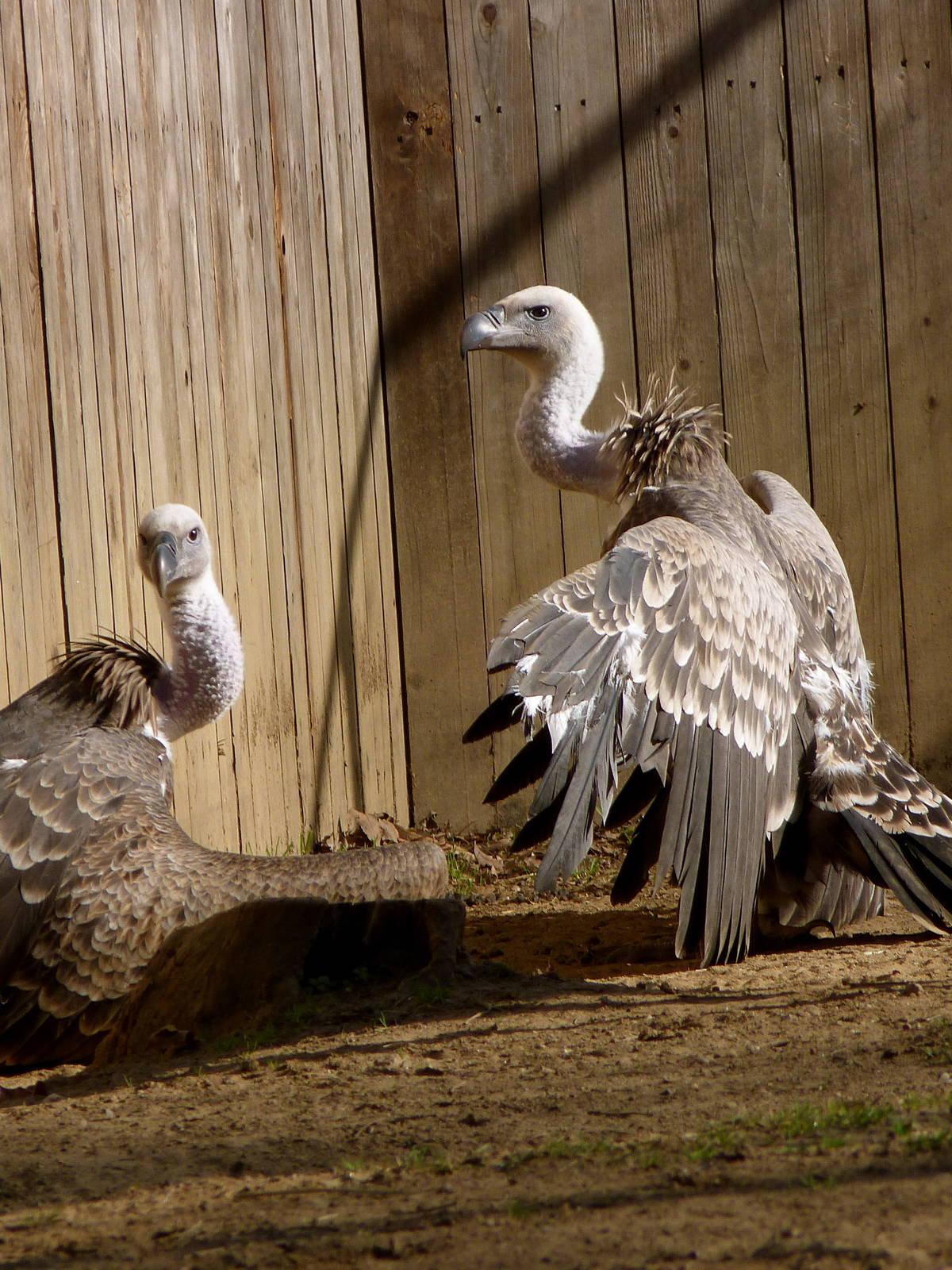 Vultures - Cheetah Conservation Station - 12-4-12