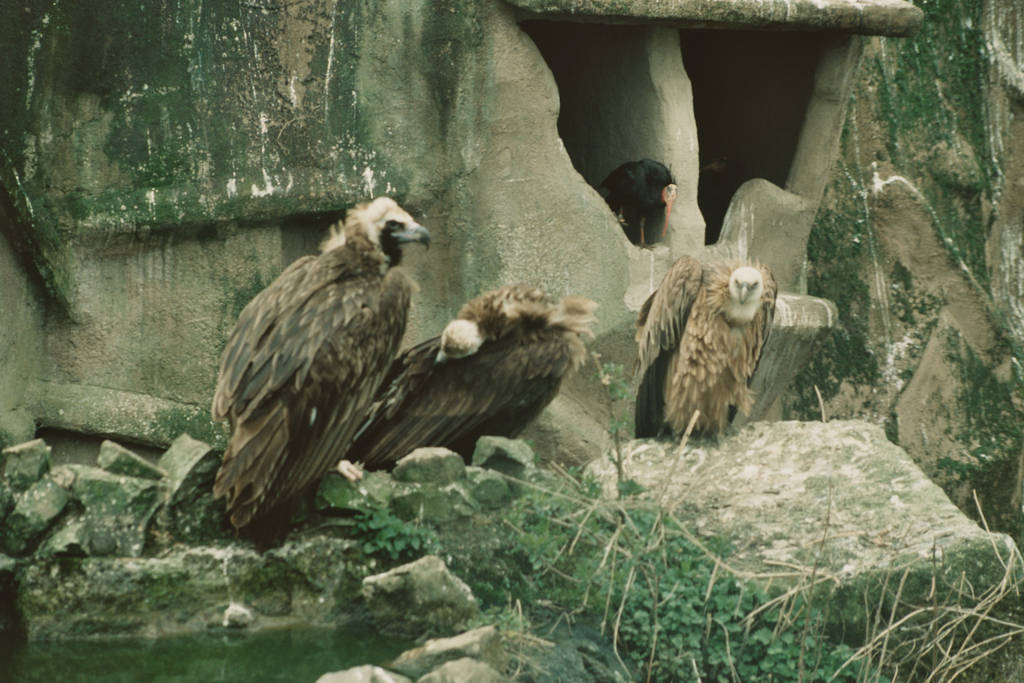 Vultures, Chester Zoo
