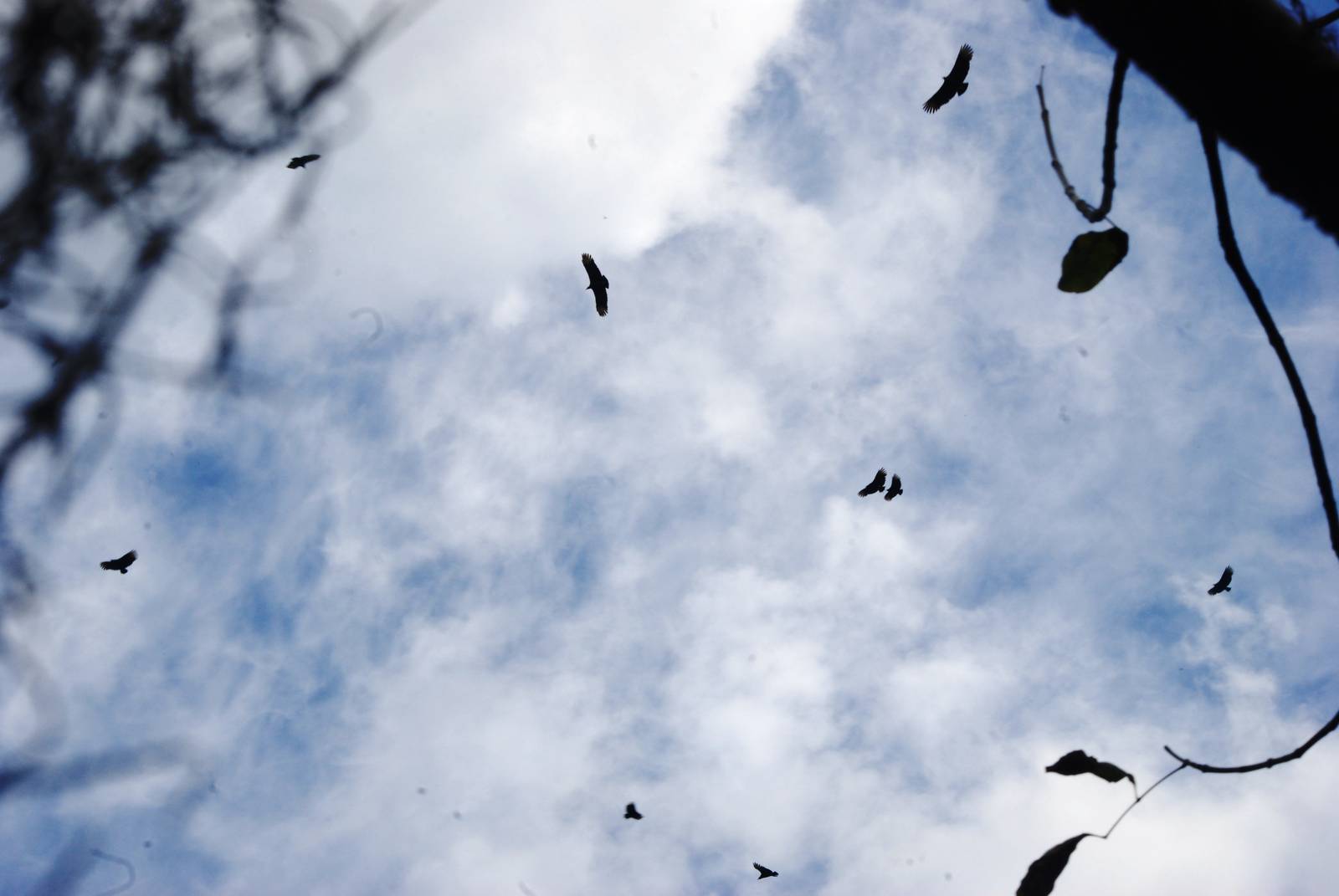 Vultures Circling, Western Everglades/Big Cypress, October 2013