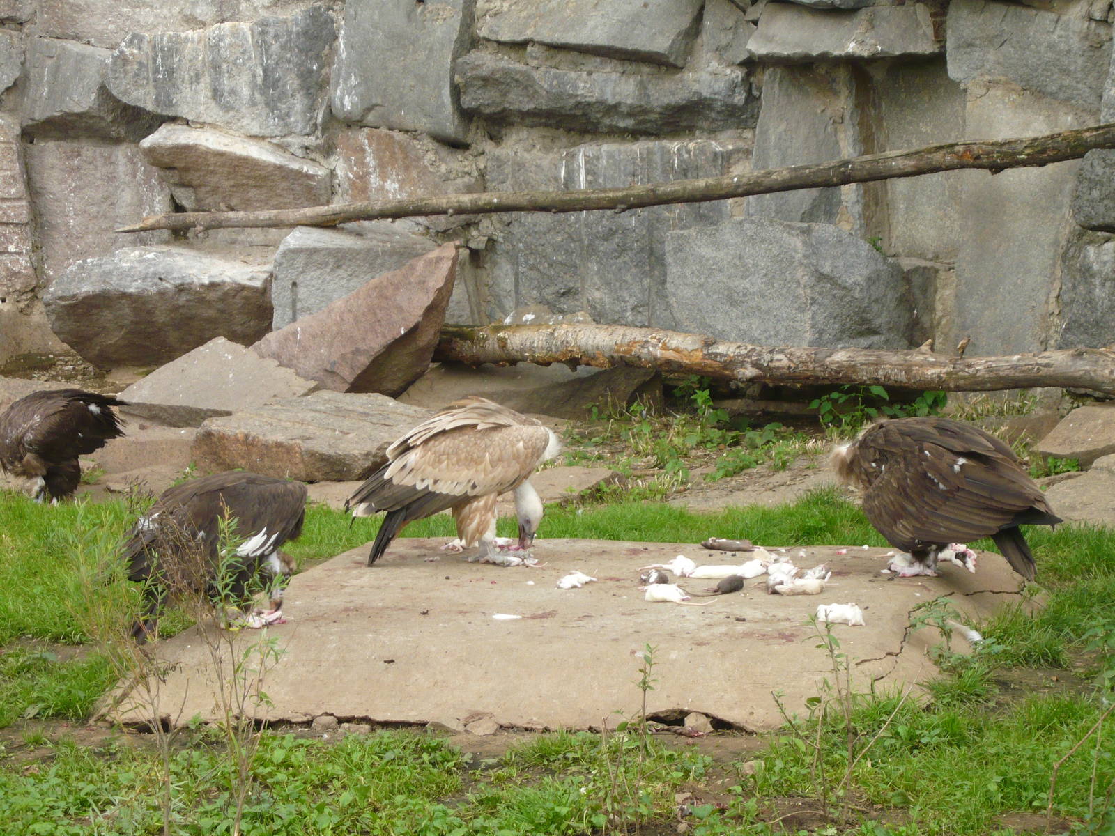 Vultures eating rats