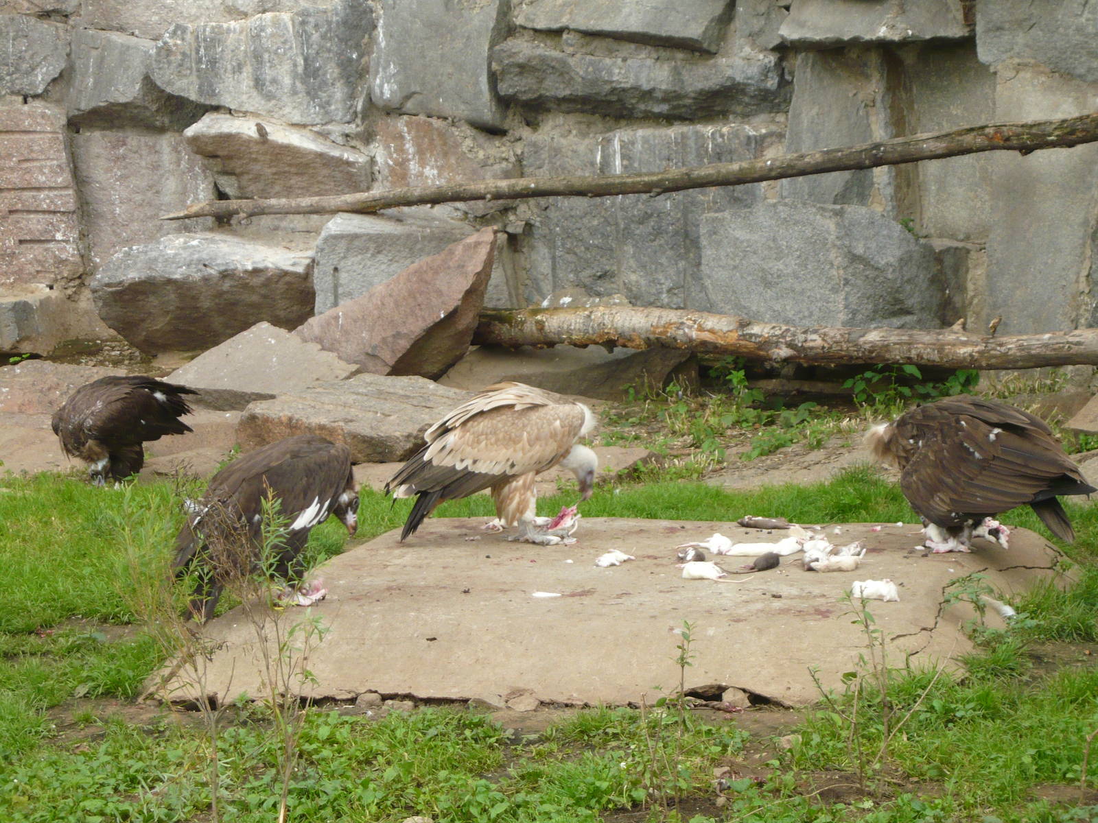 Vultures eating rats