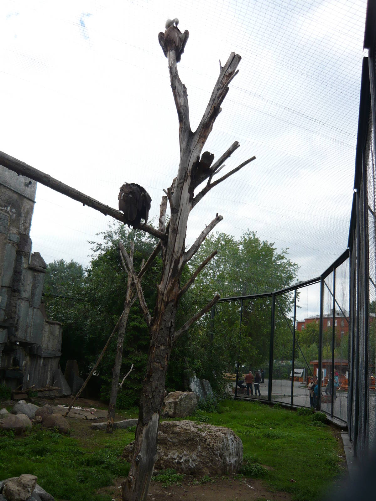 Vultures' enclosure