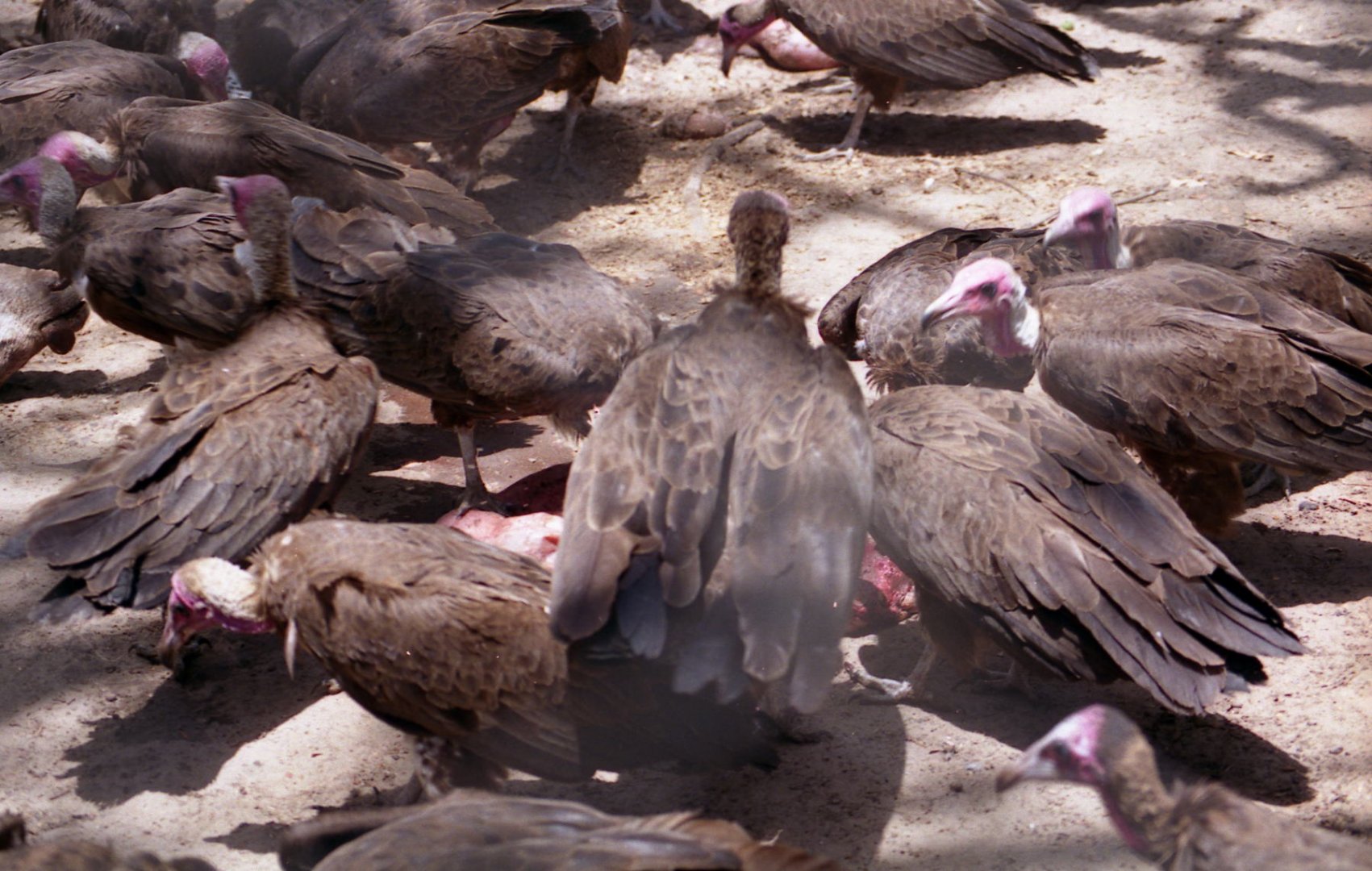 Vultures feeding, Abuko Nature Reserve 1996