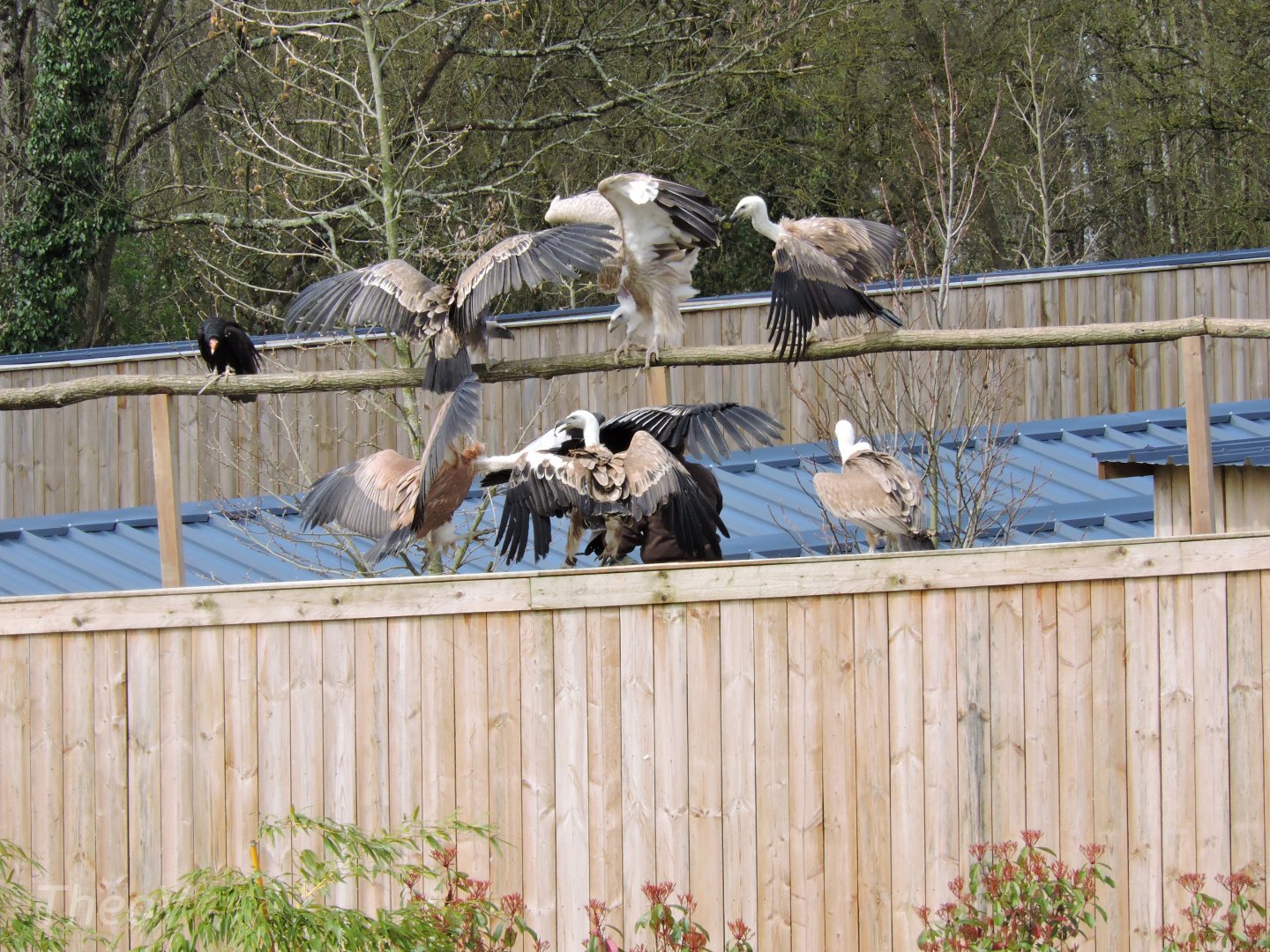 Vultures - Flightshow [2015]