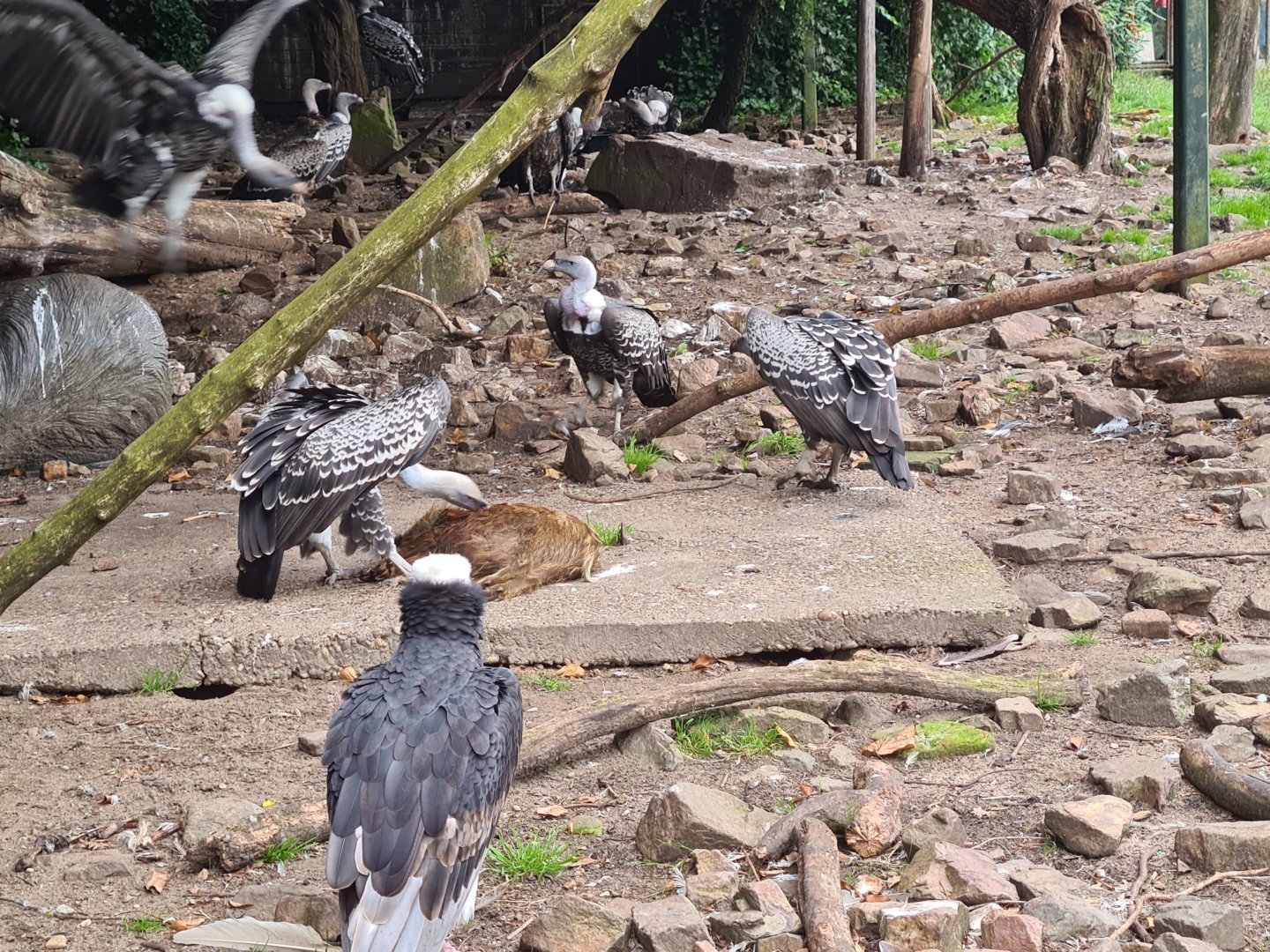 Vultures having breakfast