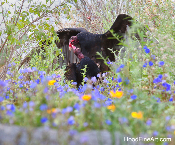 vultures in flowers