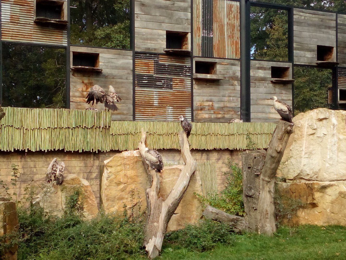 Vultures in Gora Ark-9/25