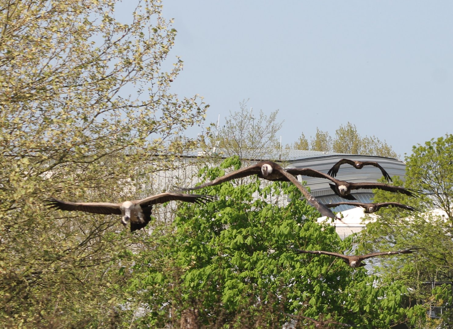 Vultures in the Bird show