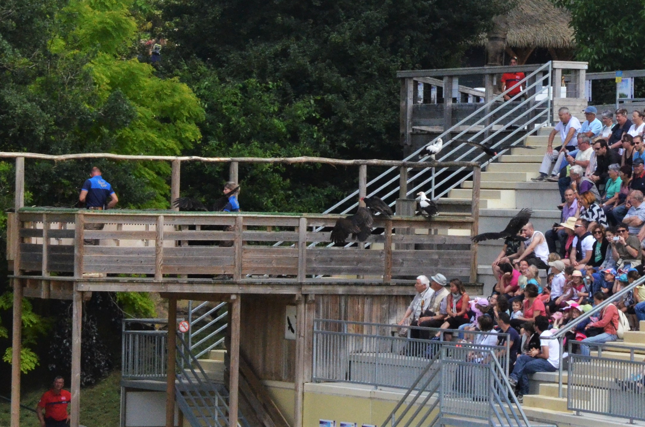 Vultures - Les Maîtres des Airs at Beauval, 12/06/18