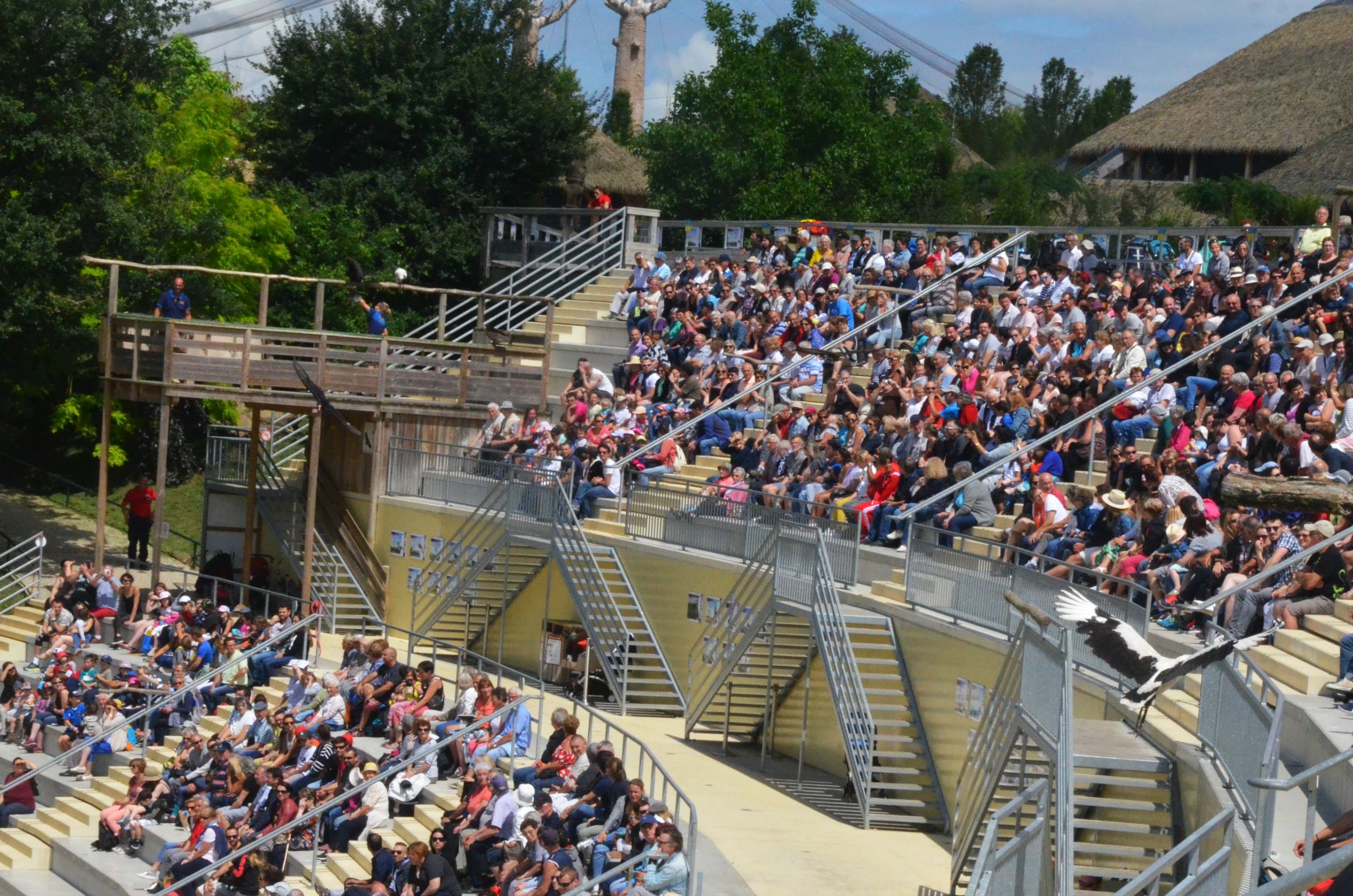 Vultures - Les Maîtres des Airs at Beauval, 12/06/18