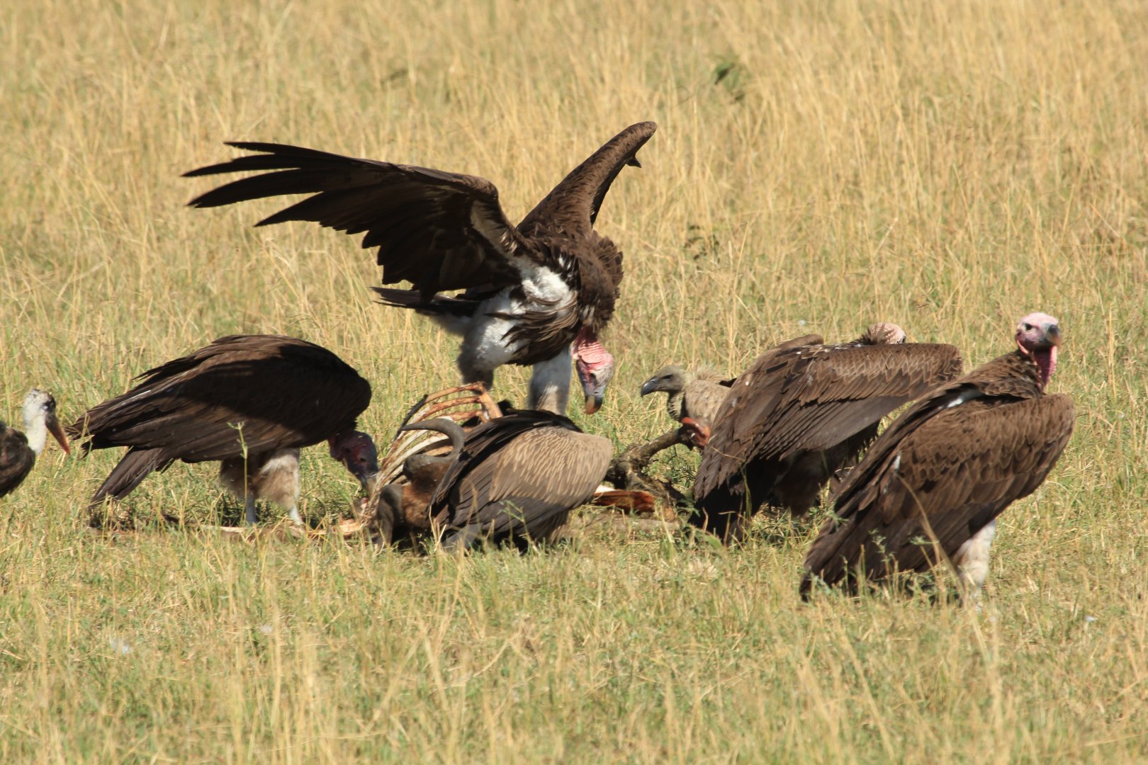 Vultures - Masai Mara (September 2018)
