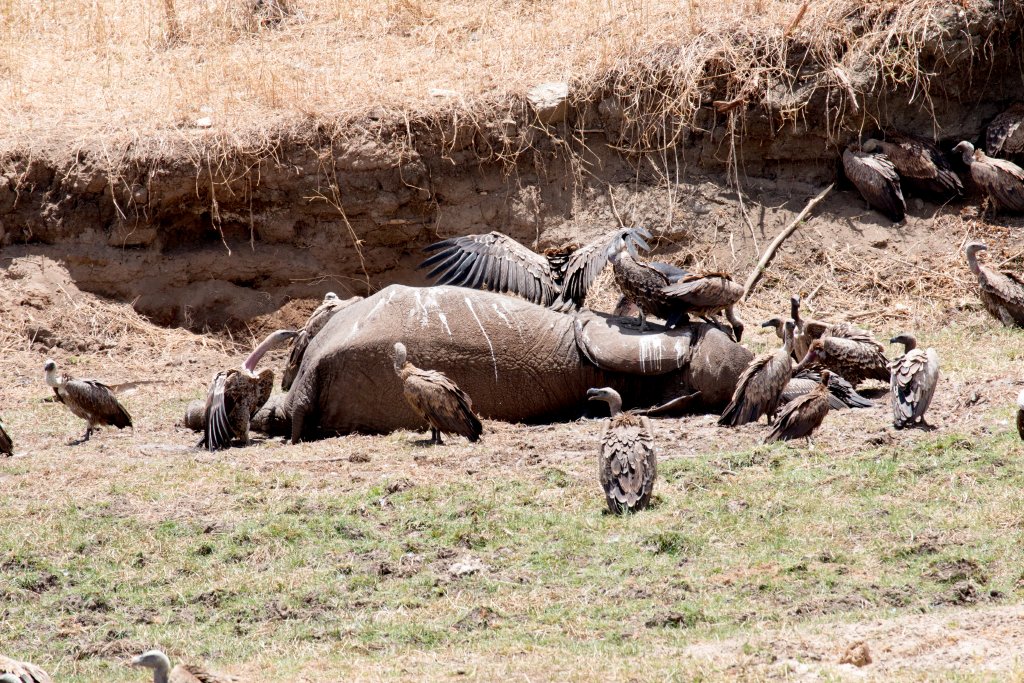 Vultures on elephant carcass
