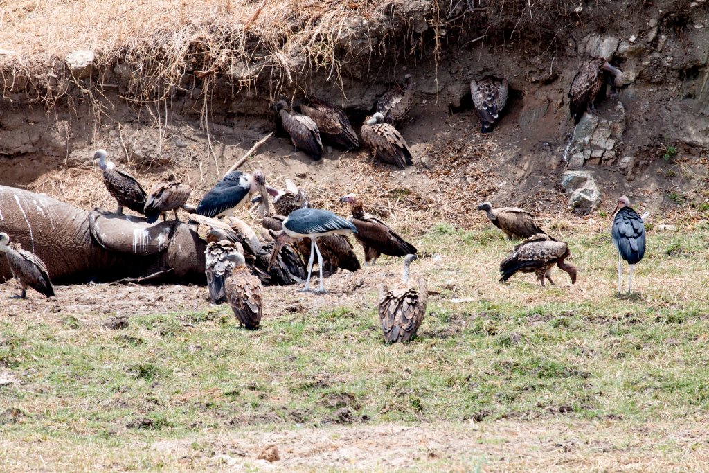 Vultures on elephant carcass